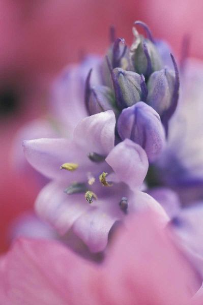 USA, Pennsylvania, Hyacinth close-up